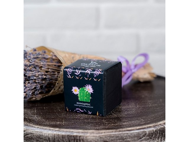 Набор для выращивания "Small village cube "Эхиноцереус"